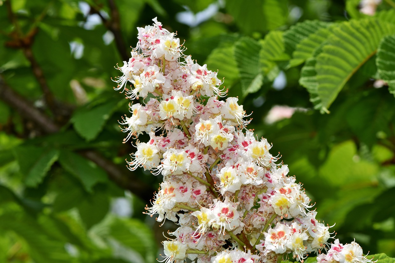 chestnut blossom  chestnut  inflorescence free photo