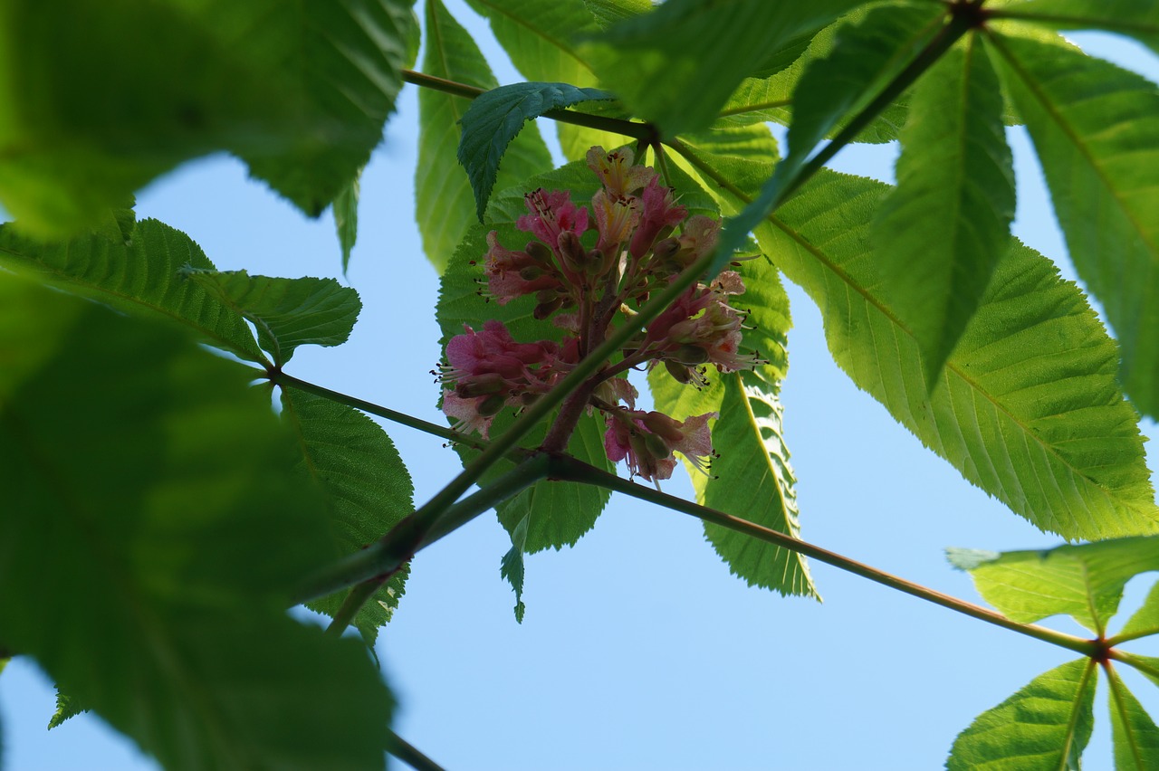 chestnut blossom  nature  leaves free photo