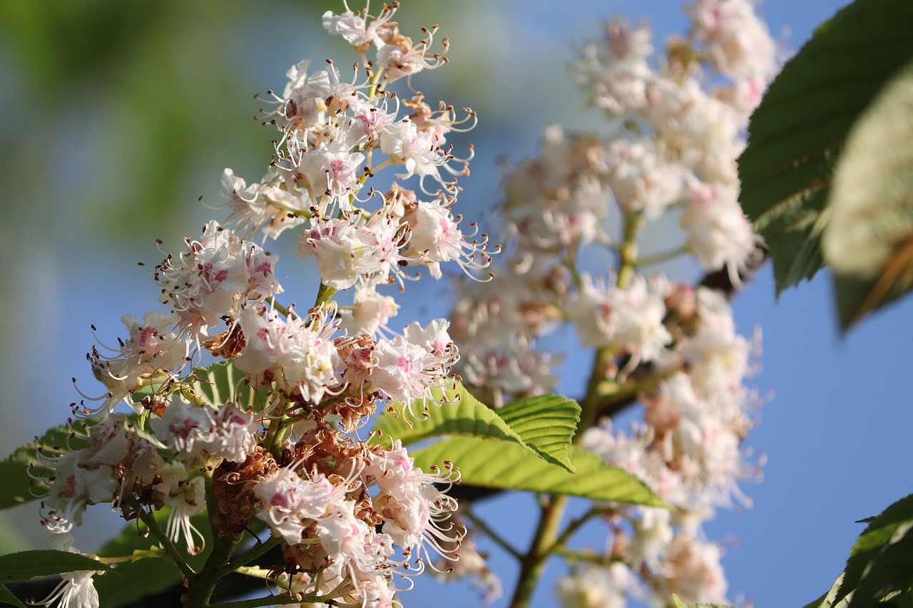 chestnut blossom  chestnut  blossom free photo