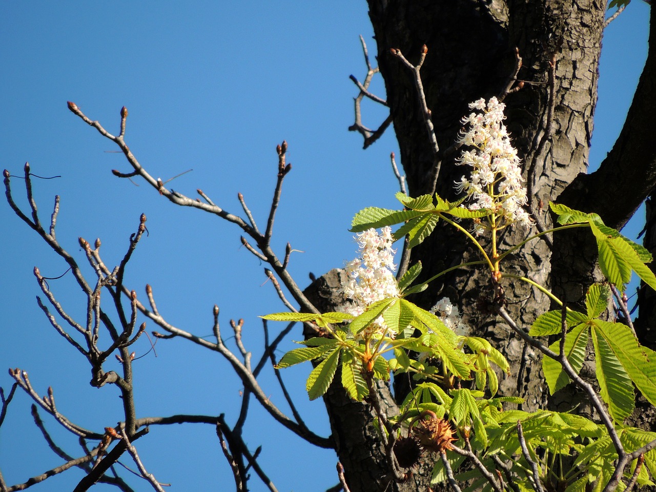 chestnut blossom chestnut blossom free photo