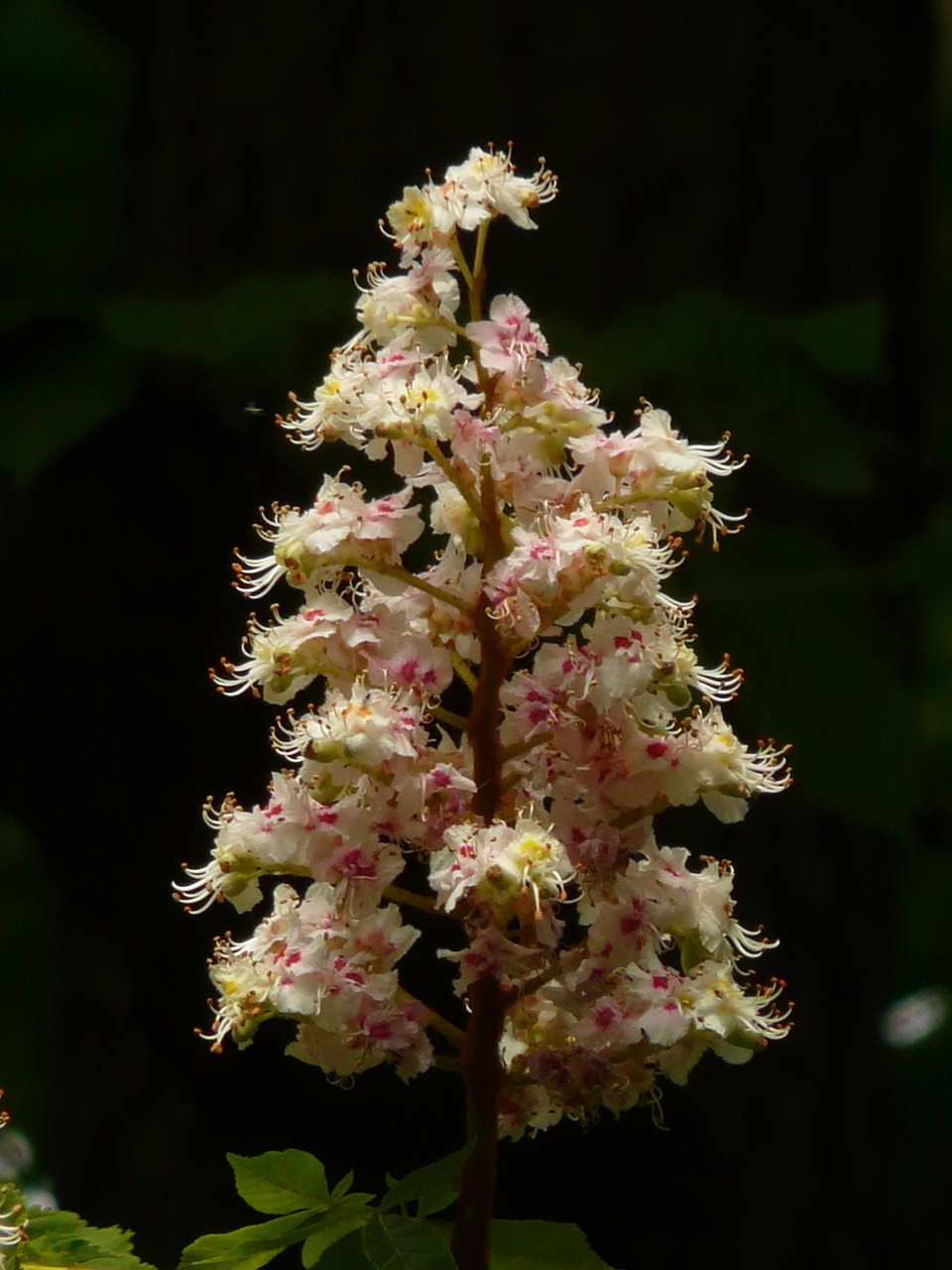 chestnut blossom chestnut inflorescence free photo