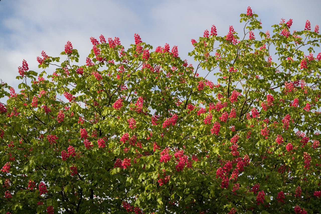 chestnut blossoms  red  tree free photo