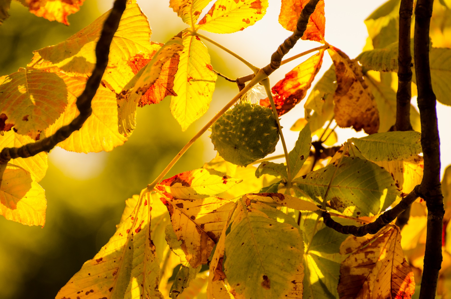 Хороша осень плодами. Лист орешника осенью. Осенние плоды. Осенние плоды на деревьях. Осень каштаны.
