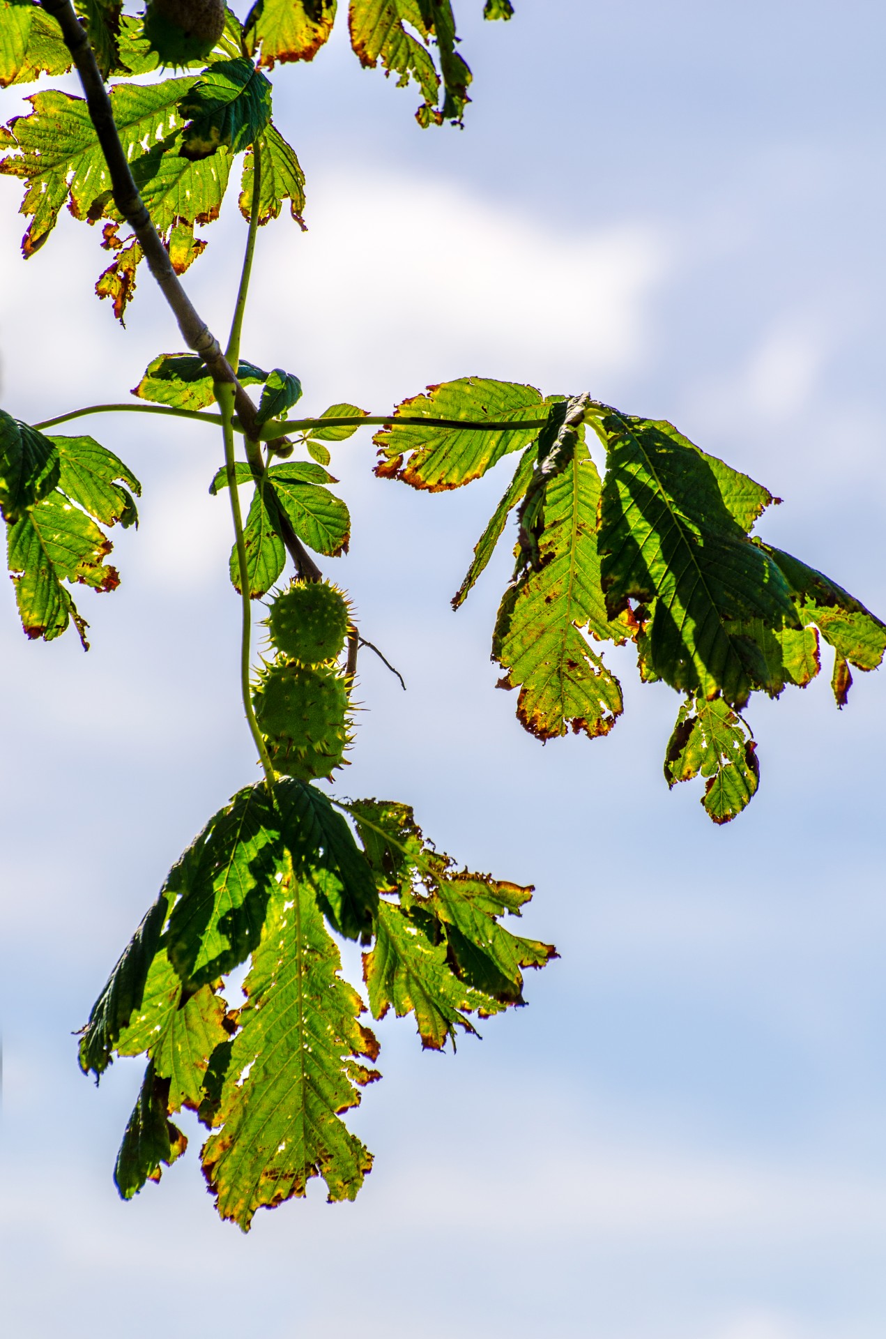 branch chestnut nature free photo