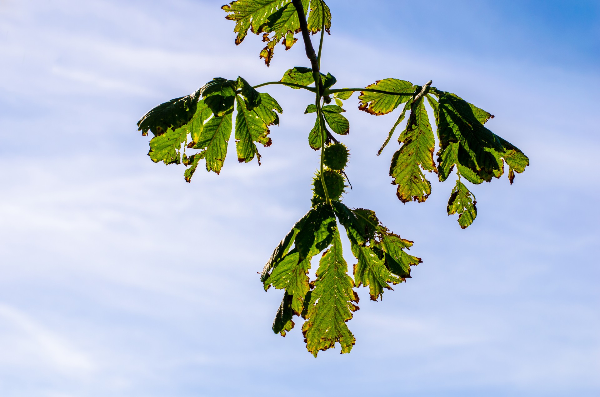 branch chestnut nature free photo