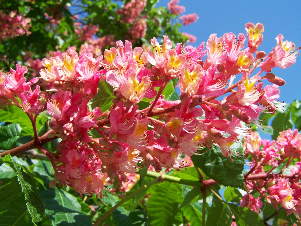 chestnut flower pink flower spring free photo