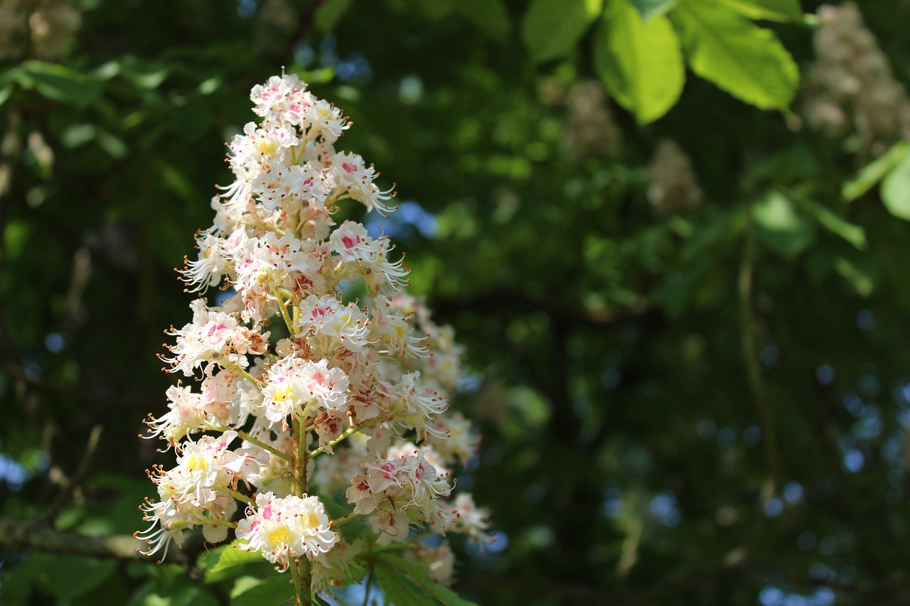 chestnut flower  blossom  bloom free photo