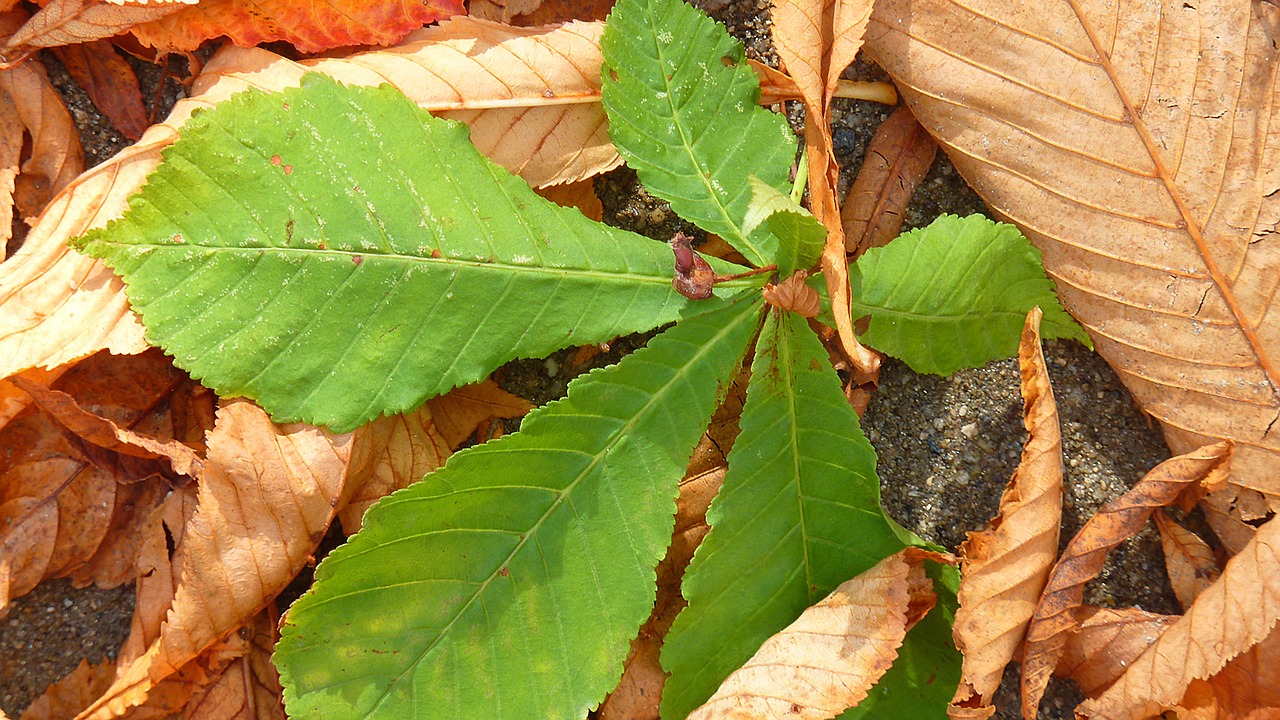 chestnut leaf leaves brown free photo