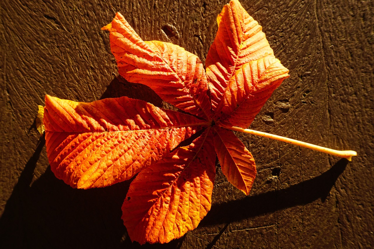 Лист каштана осенью цвет