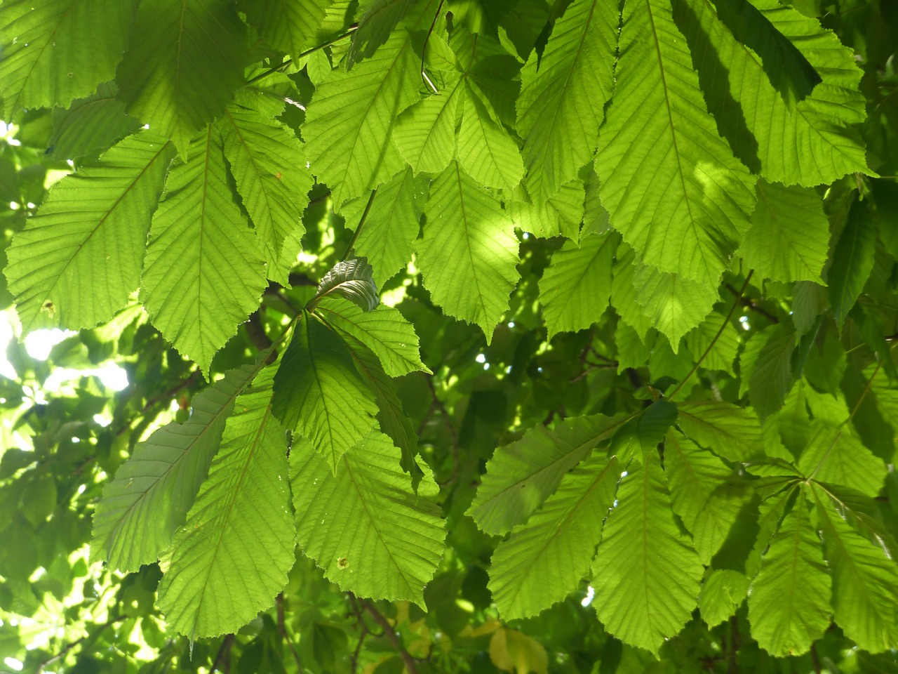 chestnut leaves leaves green free photo
