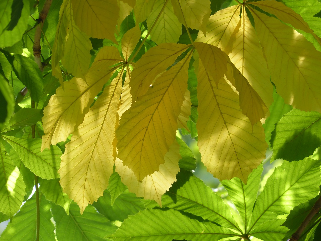 chestnut leaves leaves yellow free photo