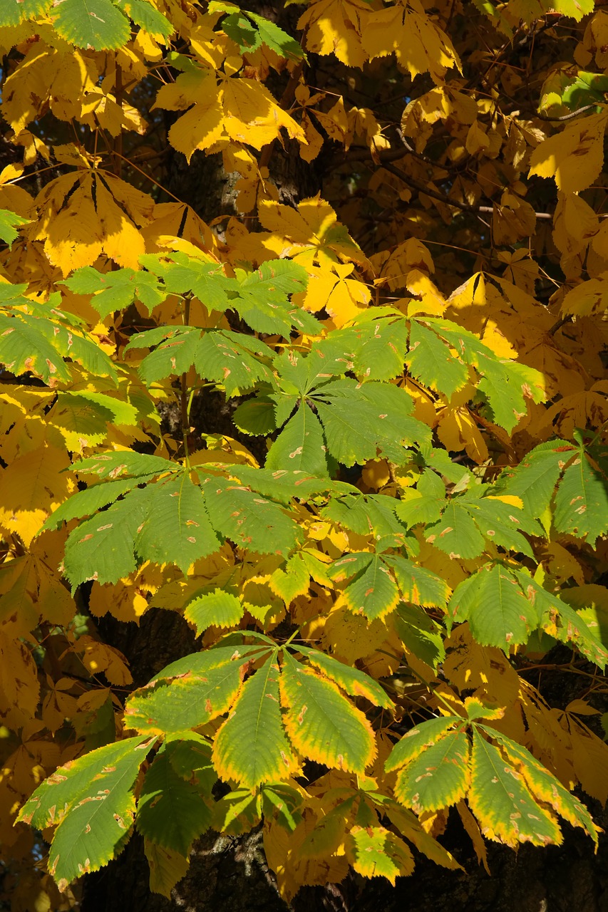 chestnut leaves autumn fall color free photo