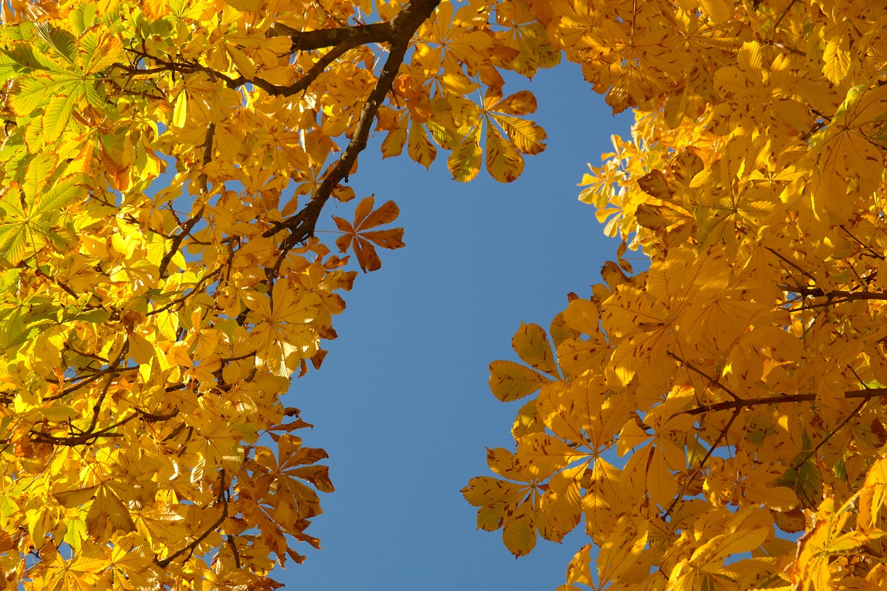 chestnut leaves autumn fall color free photo