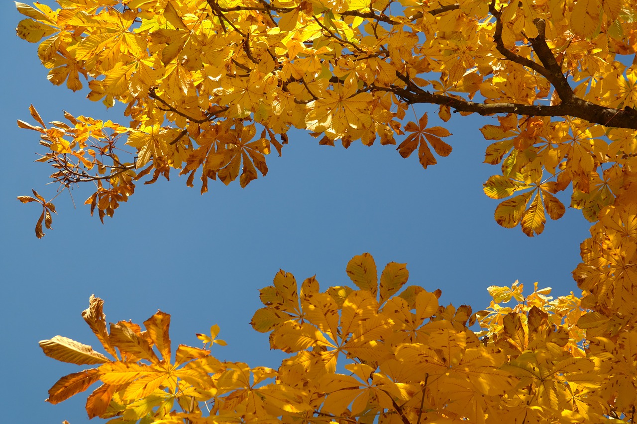 chestnut leaves autumn fall color free photo