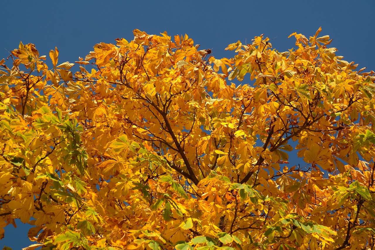 chestnut leaves autumn fall color free photo