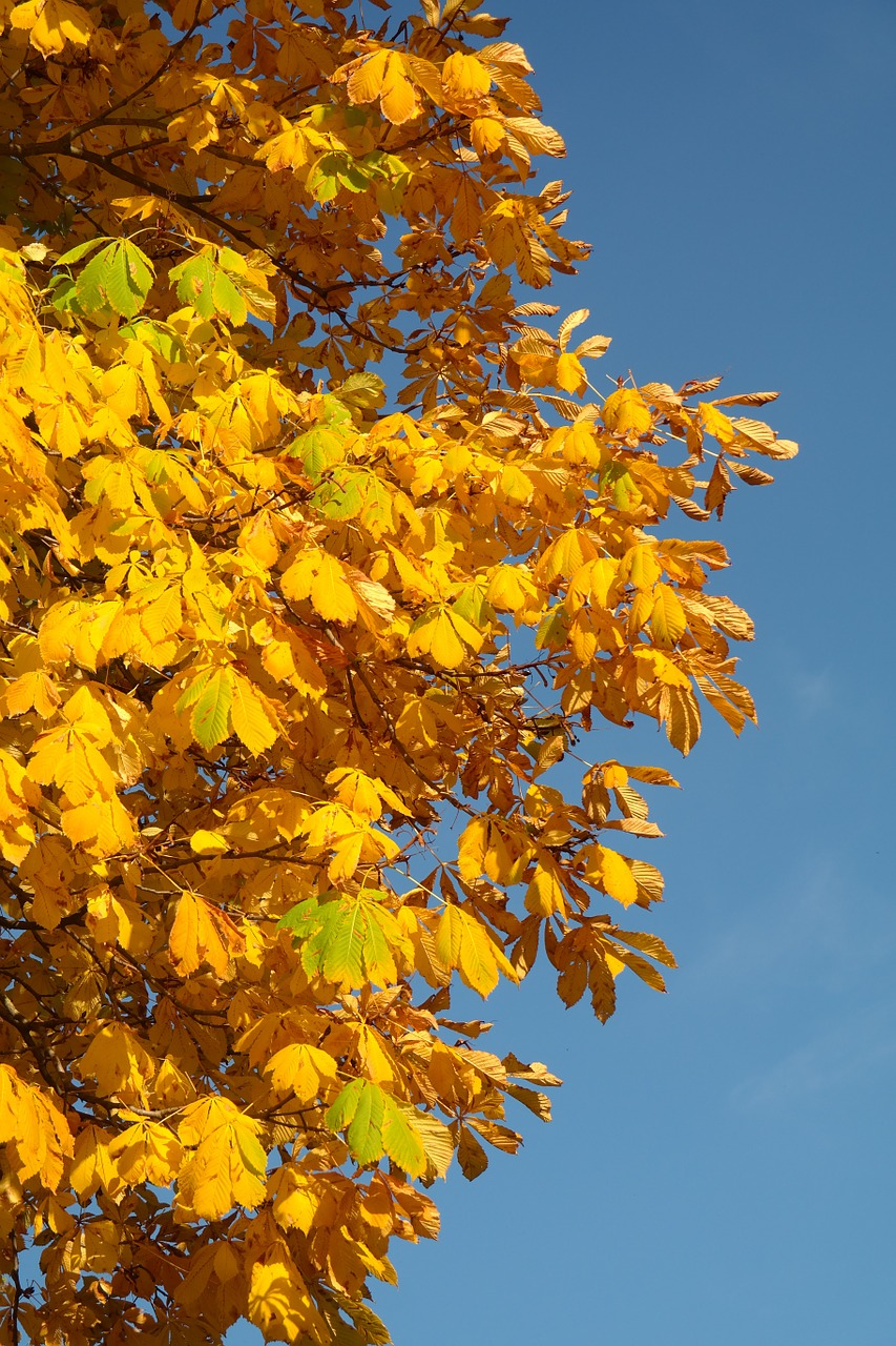 chestnut leaves autumn fall color free photo