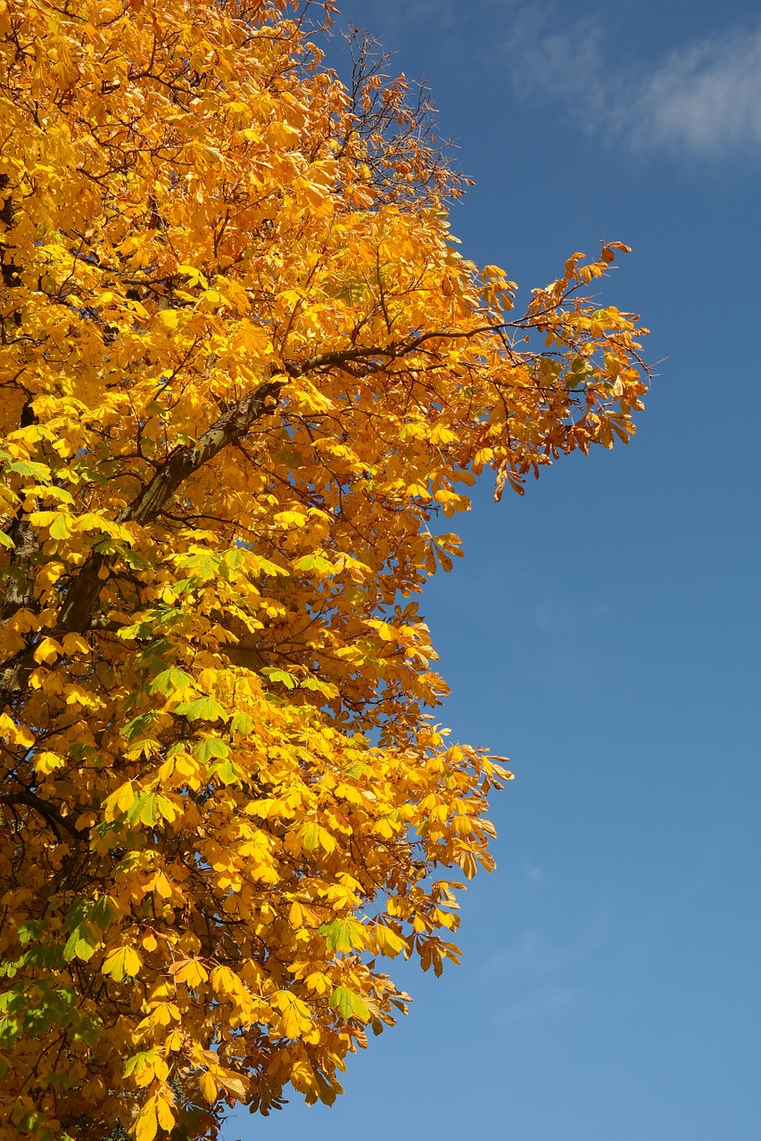 chestnut leaves autumn fall color free photo