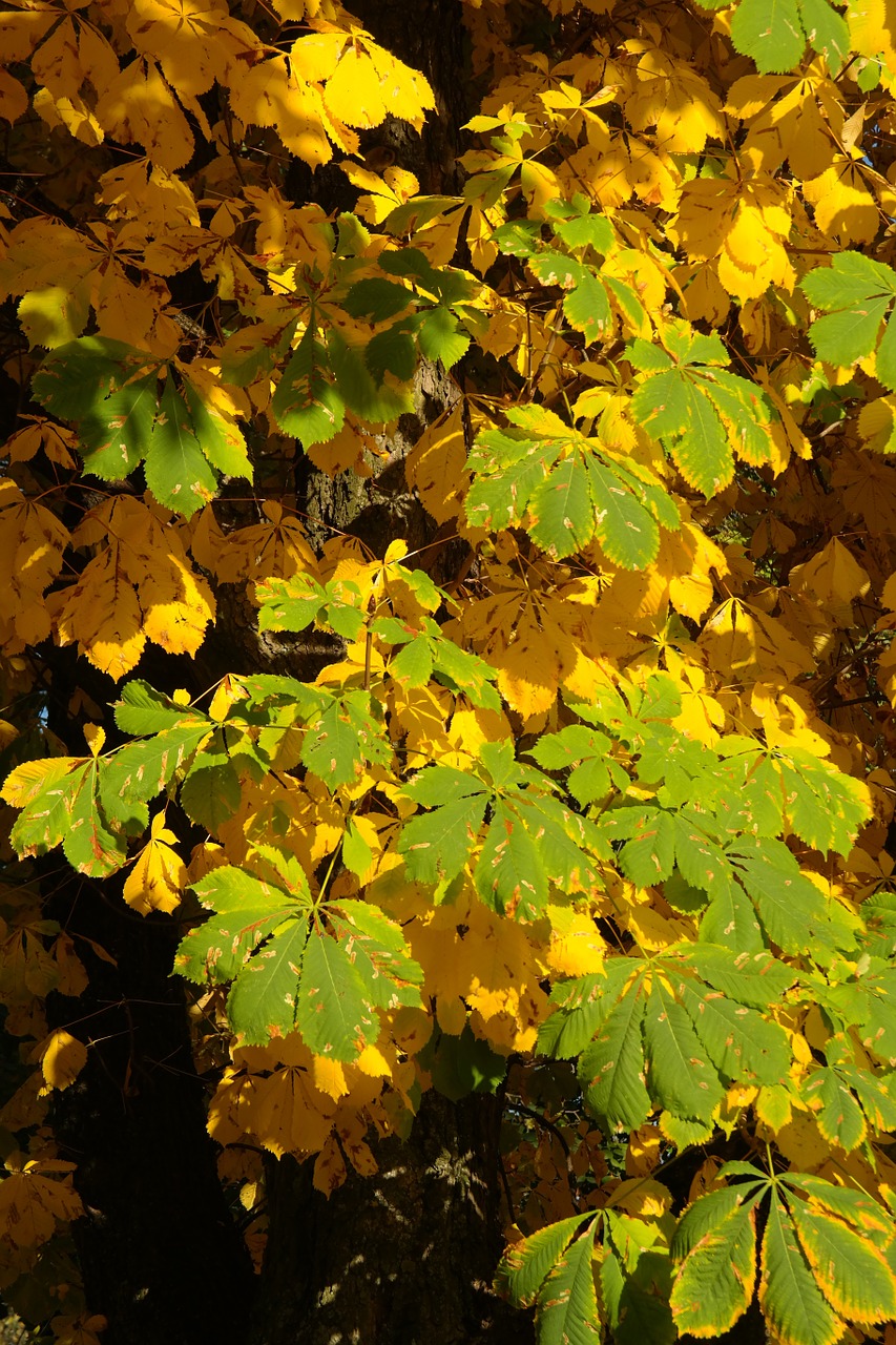 chestnut leaves autumn fall color free photo