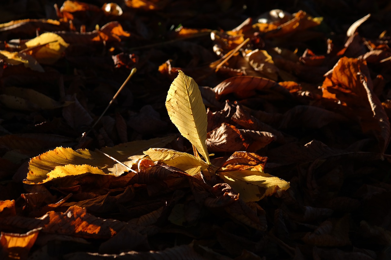 chestnut leaves fall leaves gold free photo