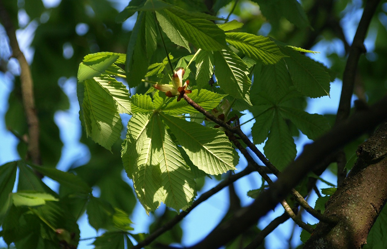 chestnut leaves aesthetic tree free photo