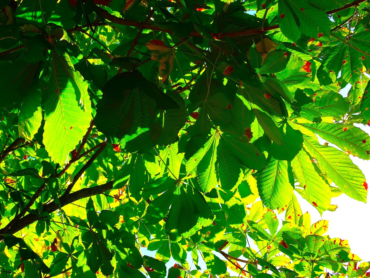 chestnut leaves leaves leaf green free photo