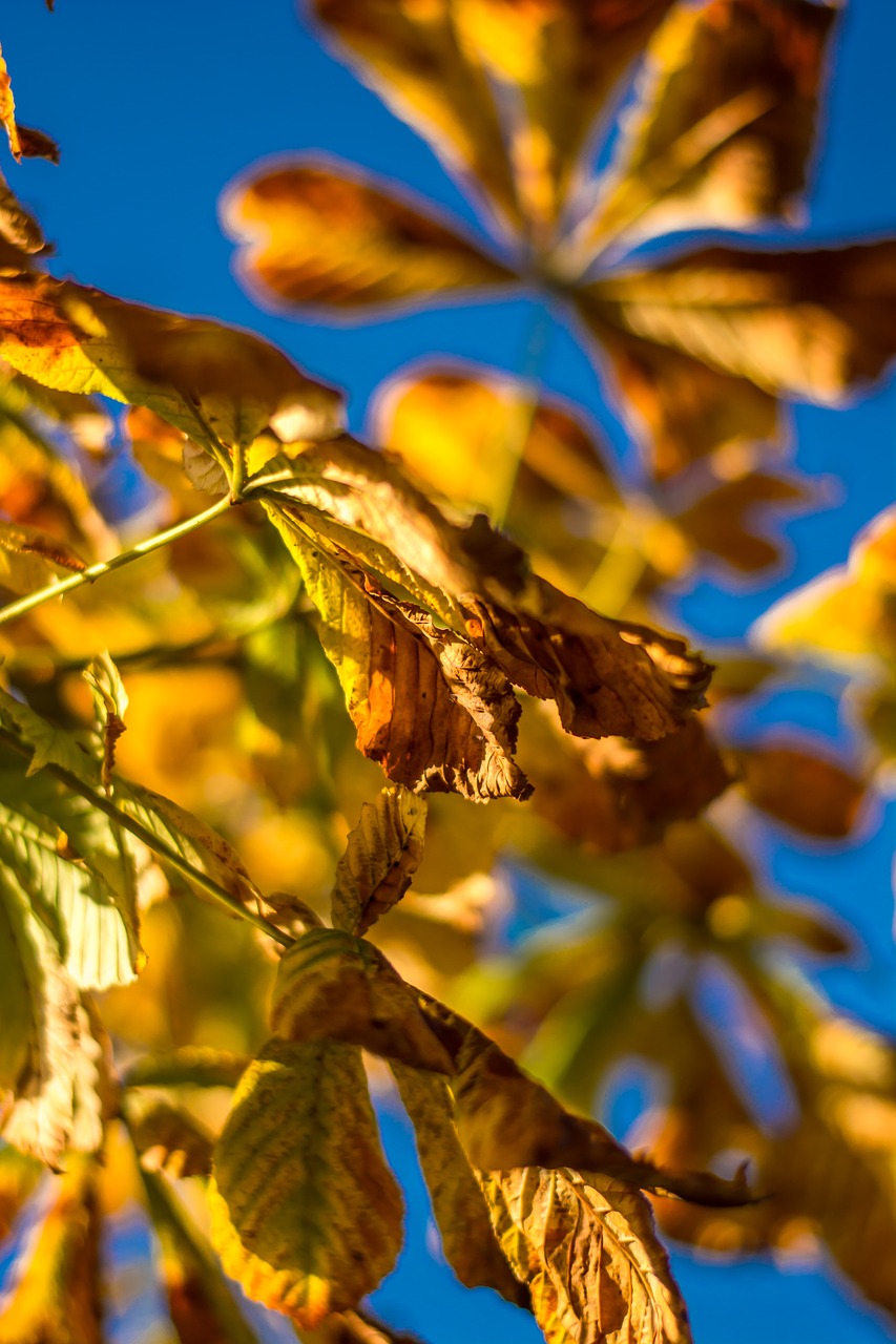 chestnut leaves leaves autumn free photo