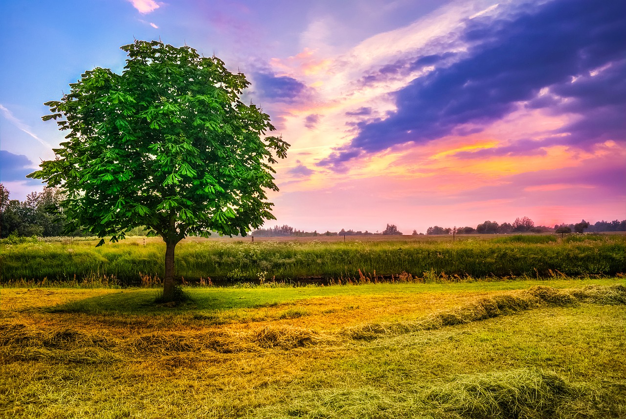 chestnut tree field meadow free photo