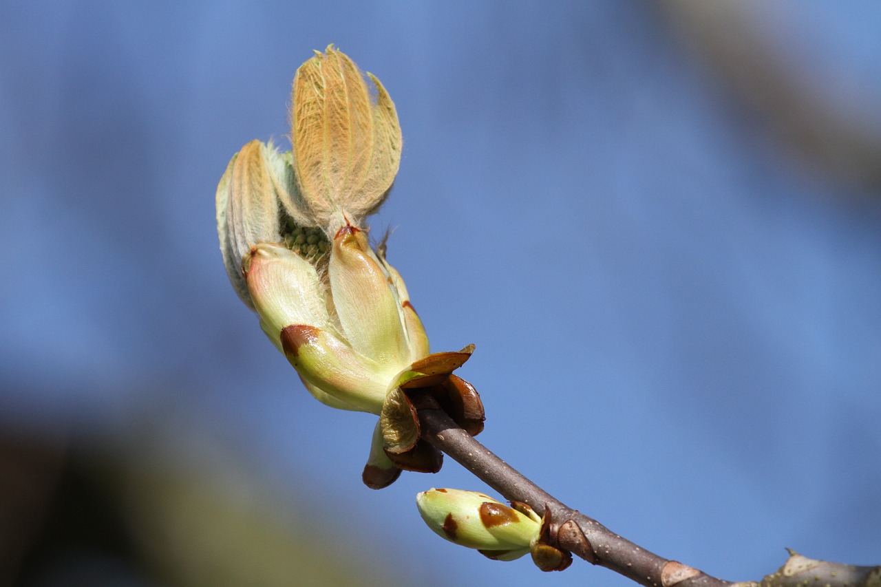 chestnut tree chestnut bud free photo