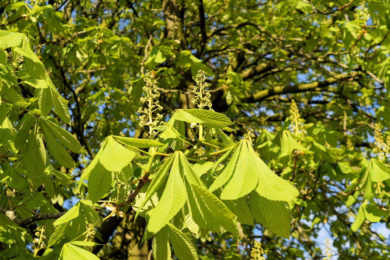 chestnut tree aesculus hippocastanum leaves free photo