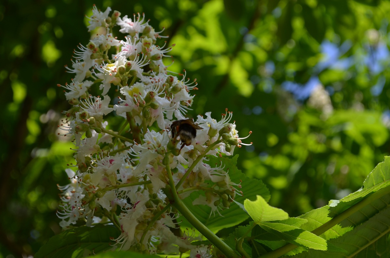 chestnut tree chestnut blossom inflorescence free photo