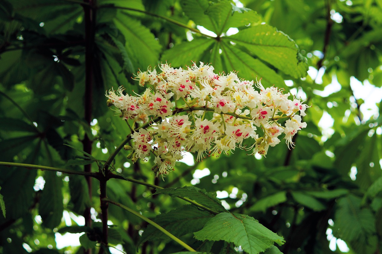 chestnut tree chestnut blossom white rosskastanie free photo