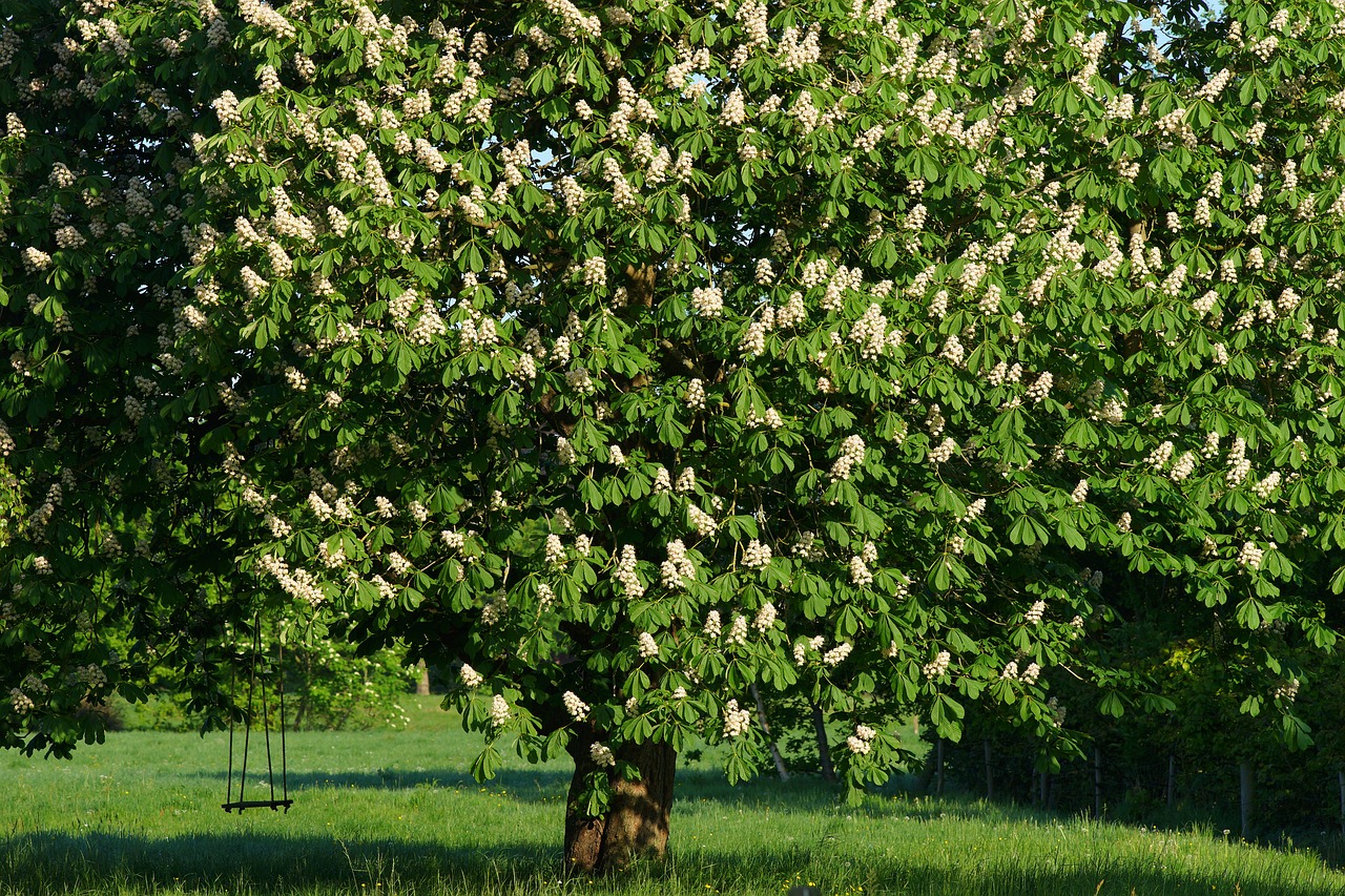 chestnut tree  swing  romantic free photo