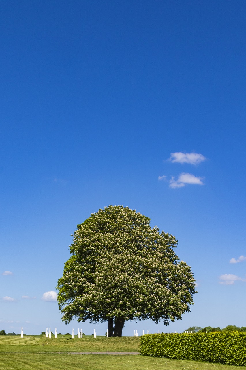 chestnut tree  green  sky free photo