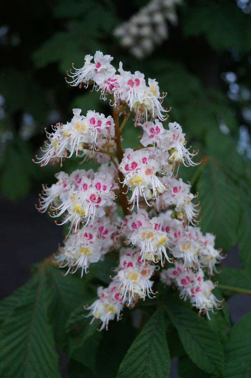 chestnut tree  blossom  bloom free photo