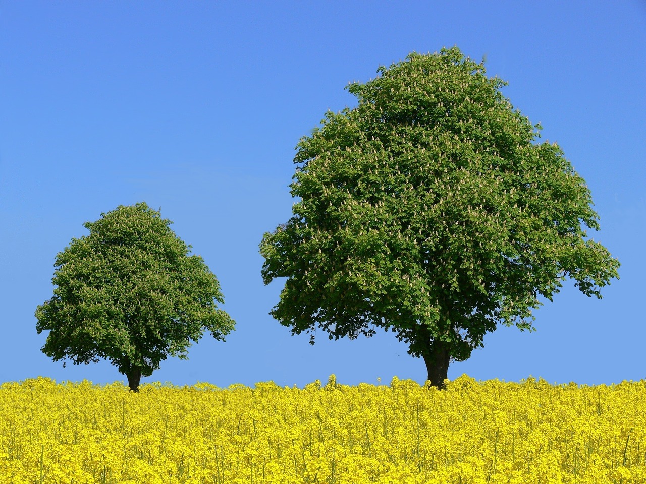 chestnut trees  chestnut  field of rapeseeds free photo