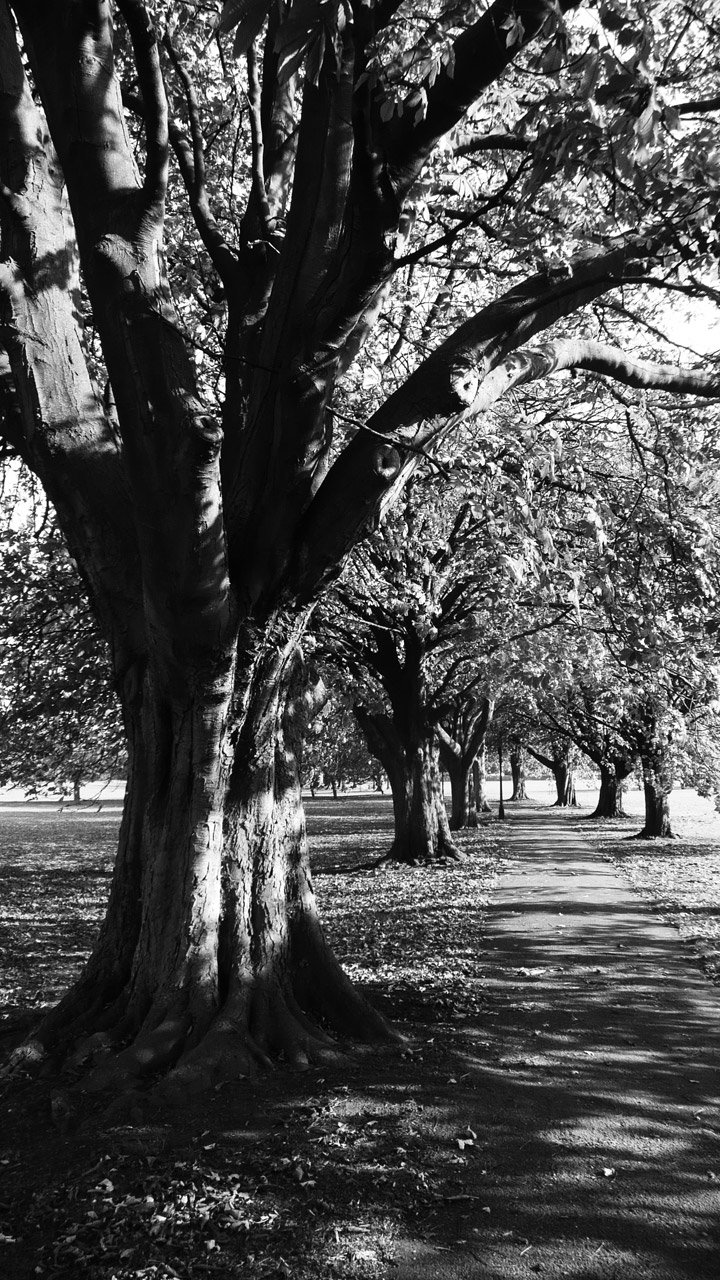 chestnut trees tree free photo