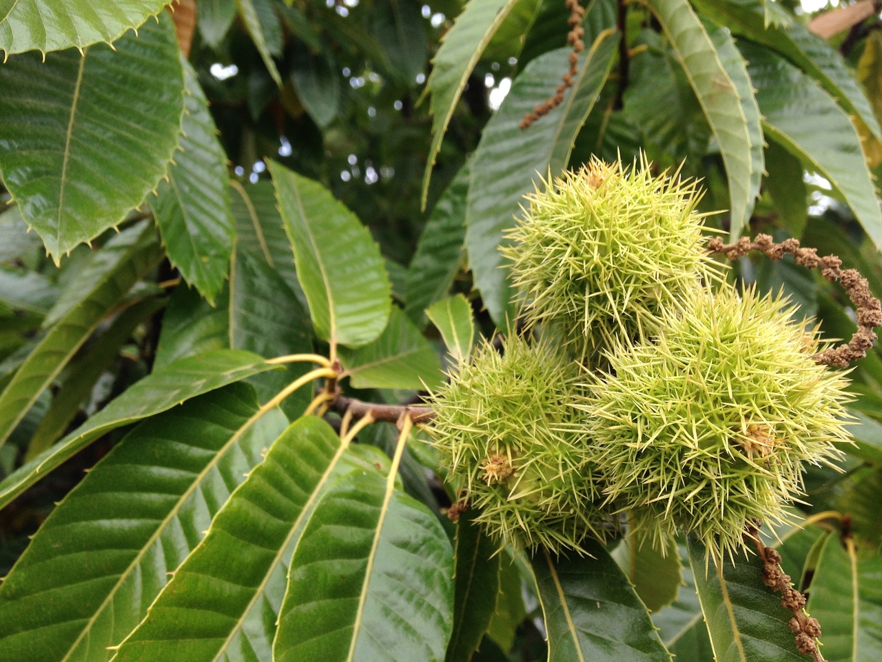 chestnuts field leaves free photo