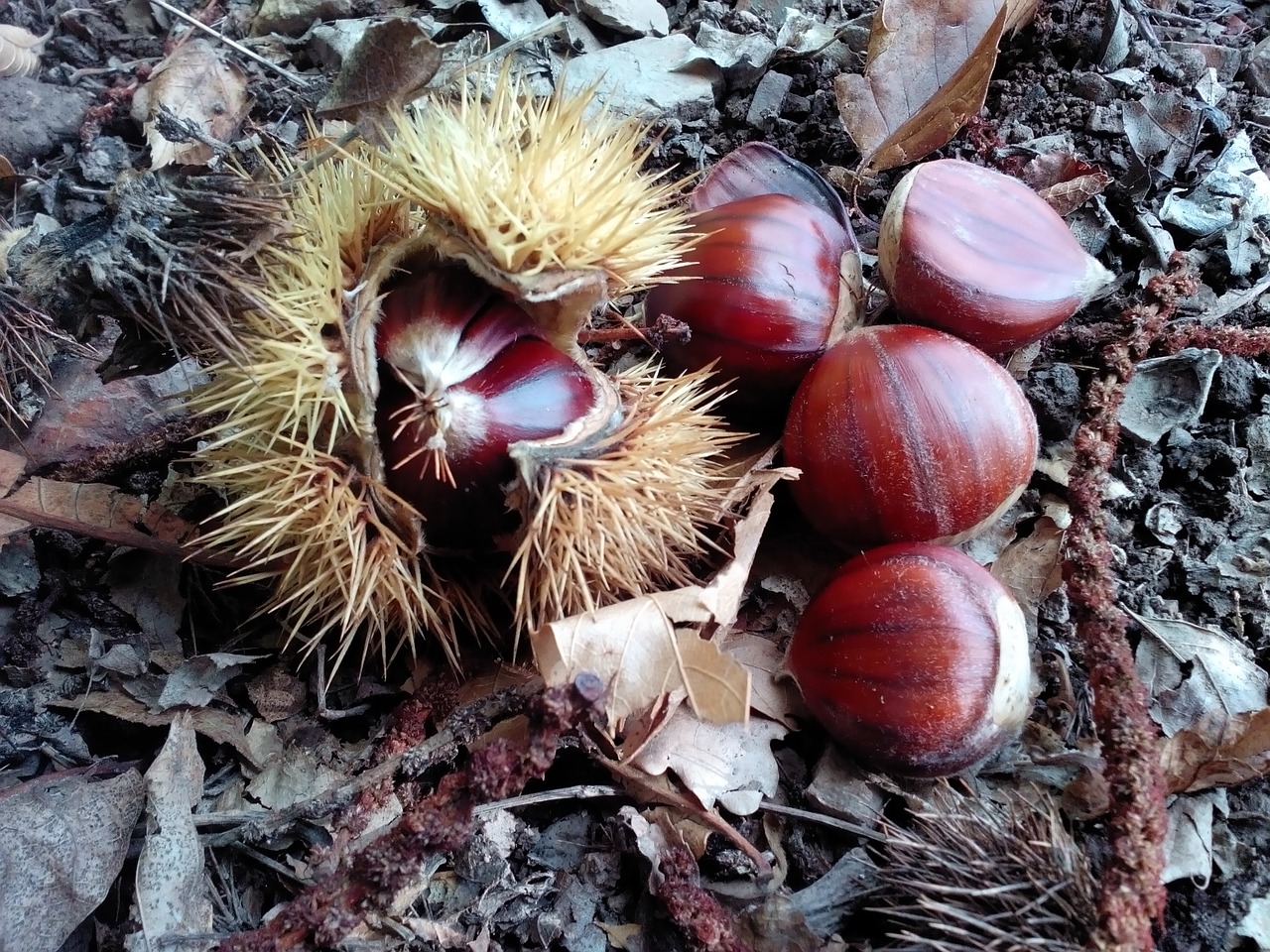 chestnuts autumn food free photo