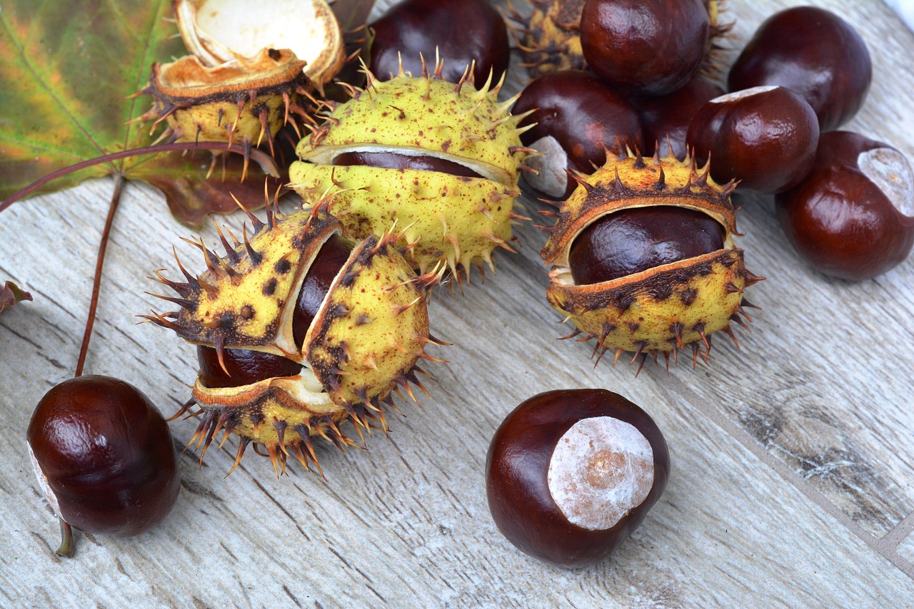 chestnuts spikes in shell free photo