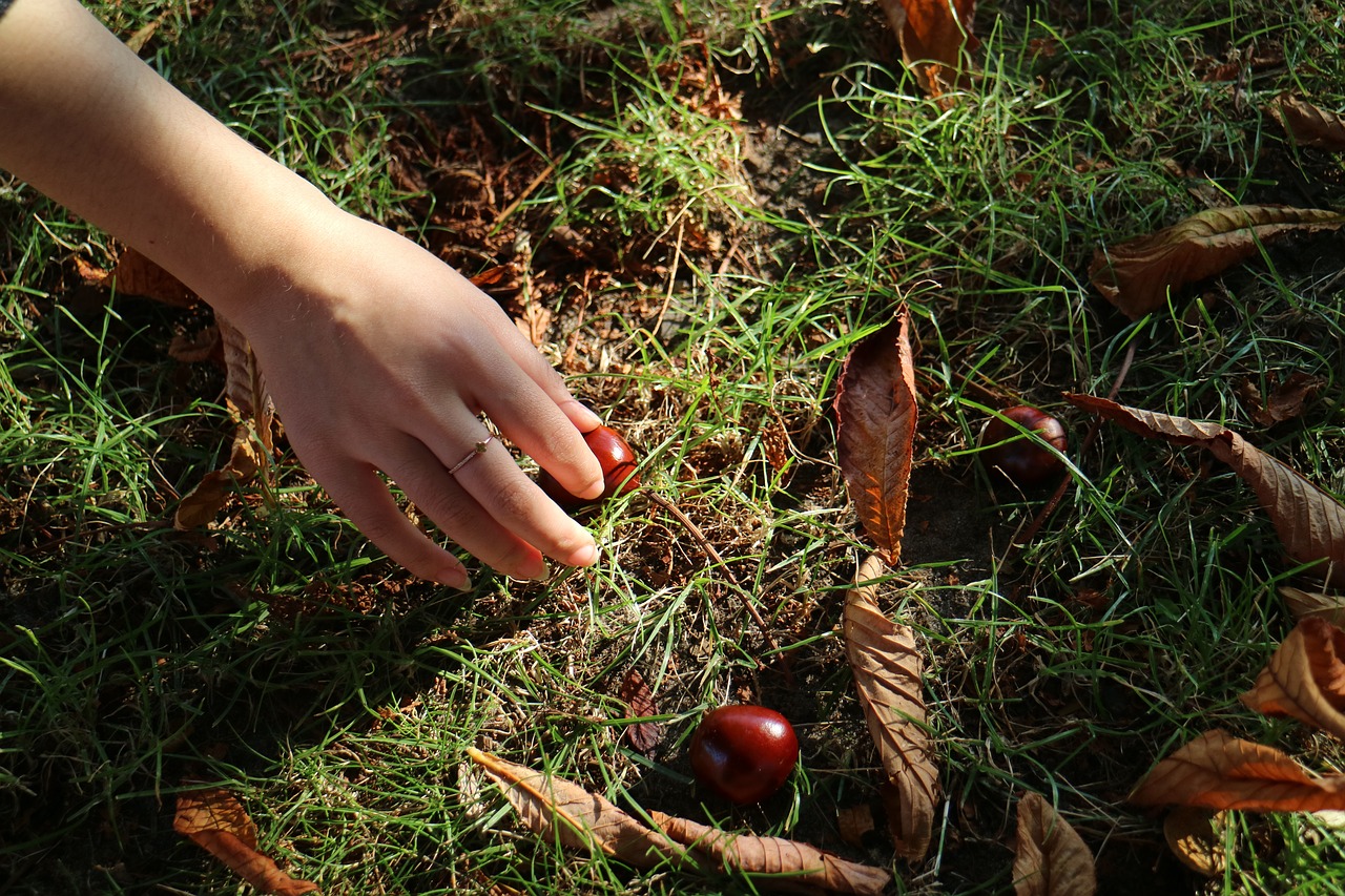 chestnuts hand nature free photo