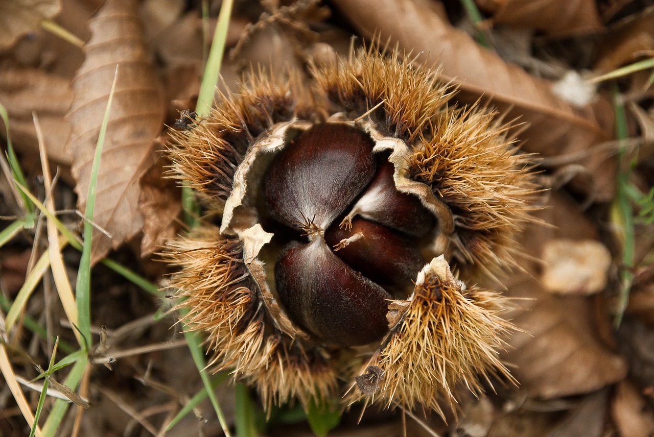 chestnuts chestnut quills free photo