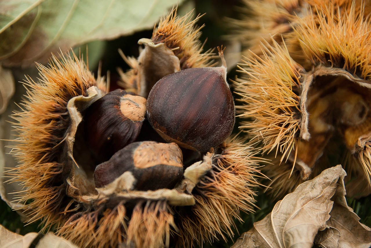 chestnuts quills chestnut free photo