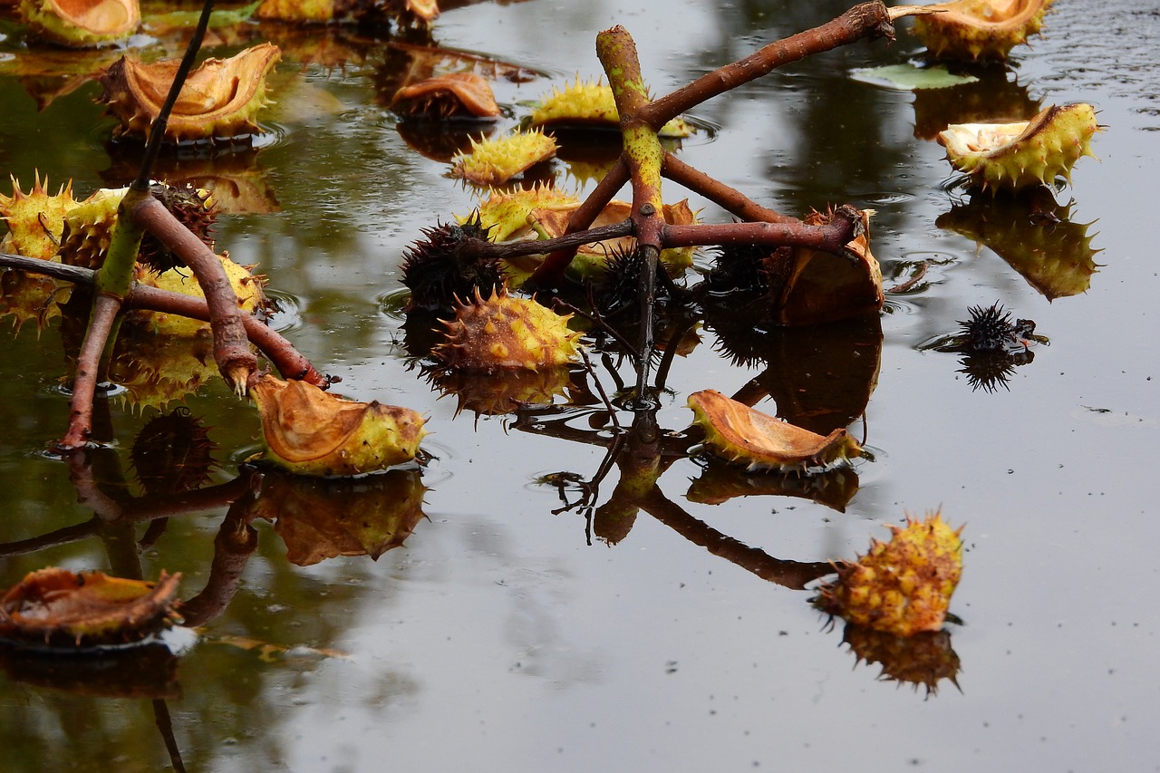 chestnuts chestnut puddle free photo