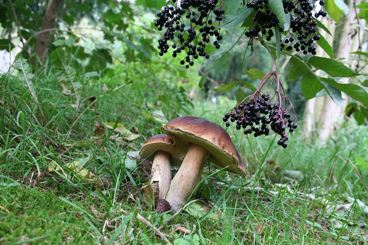 chestnuts mushrooms nature free photo