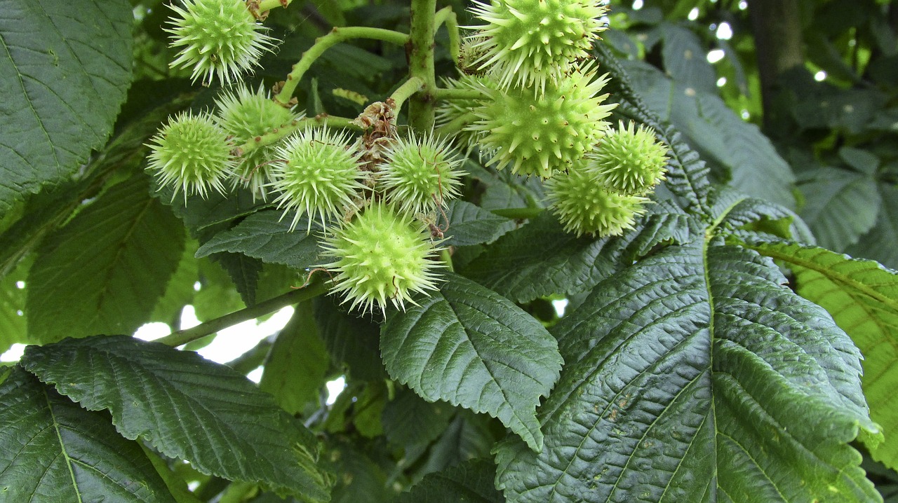 chestnuts nature plants free photo