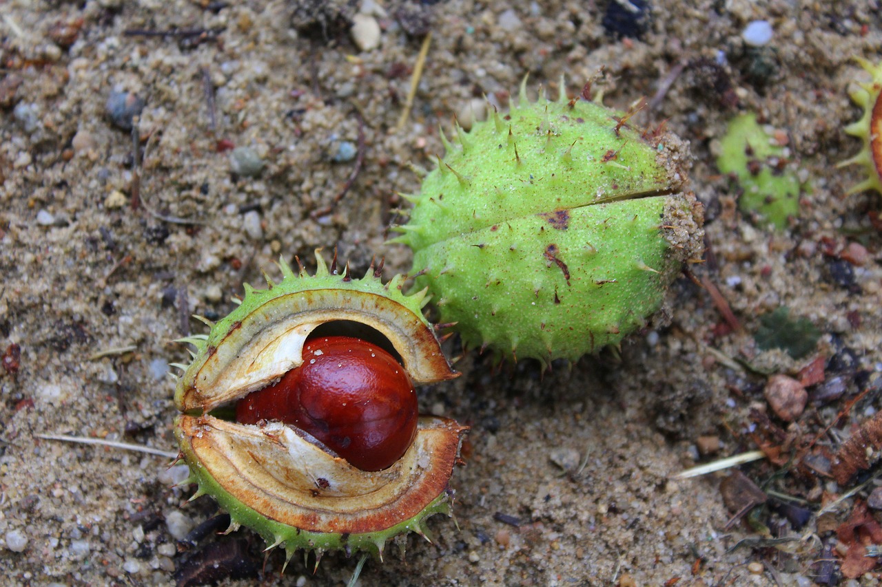 chestnuts the fruits of horse chestnut tree free photo