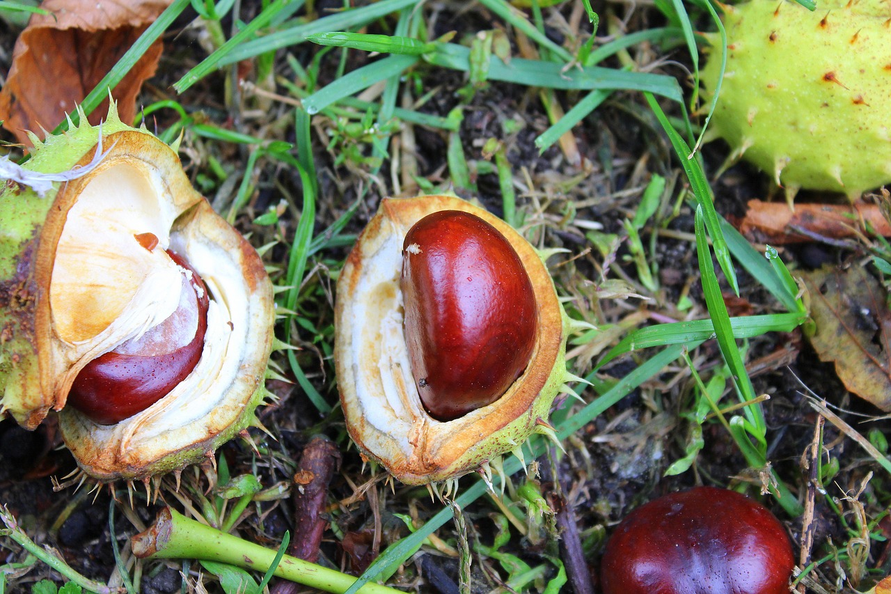 chestnuts the fruits of horse chestnut tree free photo