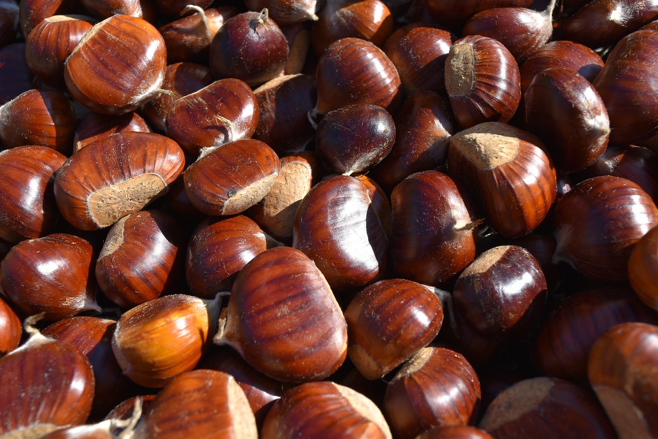 chestnuts chestnut tradition free photo