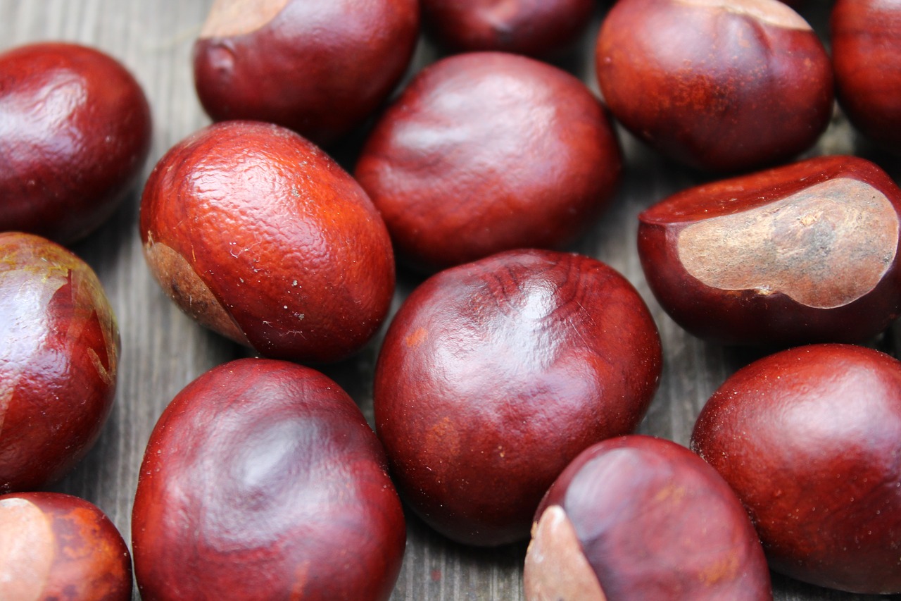 chestnuts autumn the fruits of horse chestnut free photo