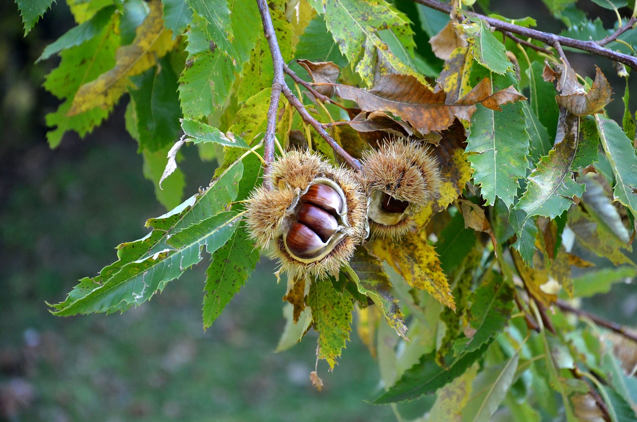 chestnuts curly autumn free photo